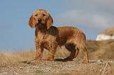 BASSET FAUVE DE BRETAGNE 042
